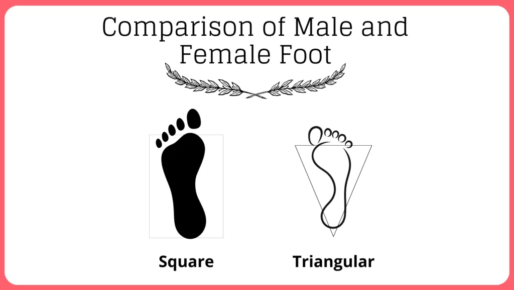 Comparison of Male and Female Foot
