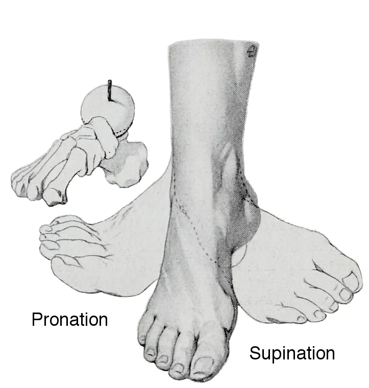 Illustration of Pronation and Supination